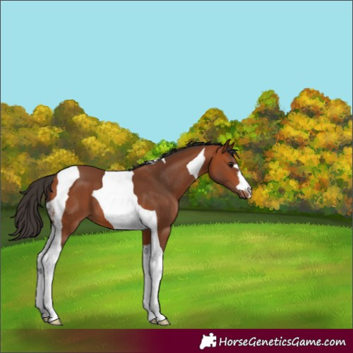 Horse Color:Bay Tobiano 