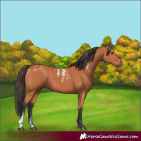 Horse Color:Powder White Bay 
