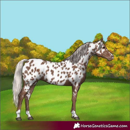 Horse Color:Silver Black Appaloosa
