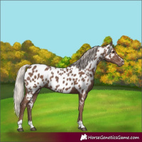 Horse Color:Silver Black Near Leopard 