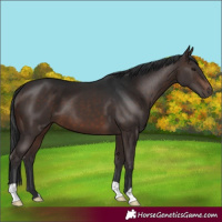 Horse Color:Brown 