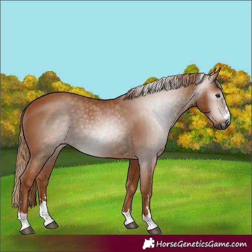 Horse Color:Gray Chestnut 