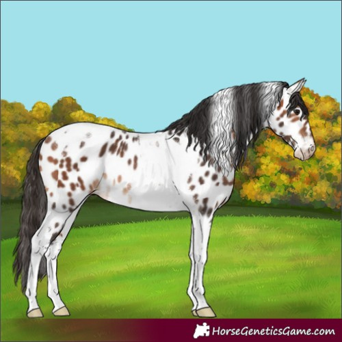 Horse Color:Bay Tobiano Appaloosa Rabicano 