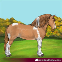 Horse Color:Chestnut Tobiano Frame 