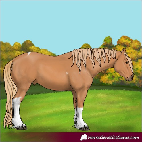 Horse Color:Chestnut Tobiano Frame