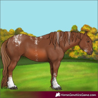 Horse Color:Powder White Chestnut
