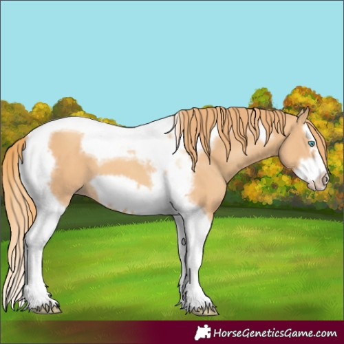 Horse Color:Gold Champagne Splash Tobiano Frame 