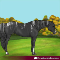 Horse Color:Powder White Black 
