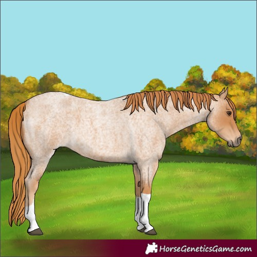 Horse Color:Red Roan Tobiano 