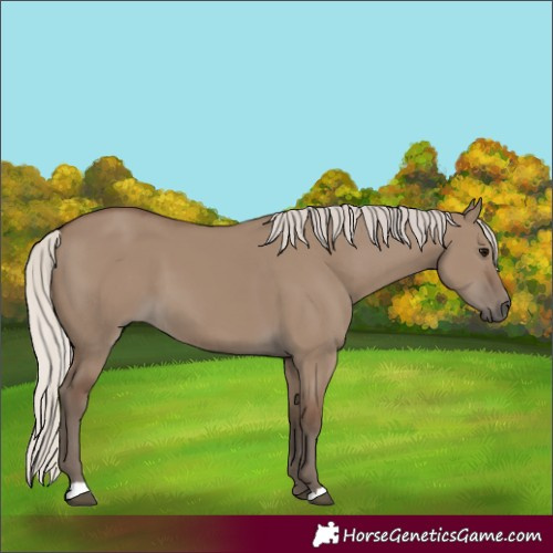 Horse Color:Silver Grullo 