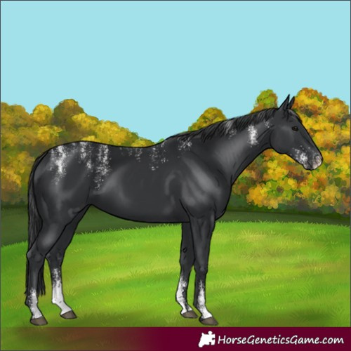 Horse Color:Powder White Black