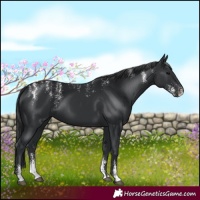 Horse Color:Powder White Black