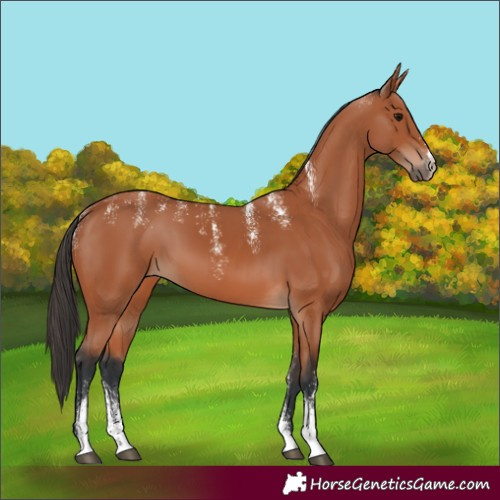 Horse Color:Powder White Bay 