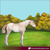 Horse Color:White Spotted Gold Champagne Pearl Rabicano