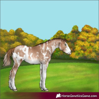 Horse Color:White Spotted Liver Chestnut Pearl Rabicano