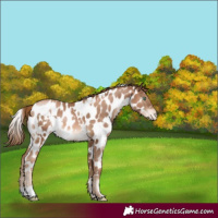 Horse Color:White Spotted Liver Chestnut Pearl Appaloosa