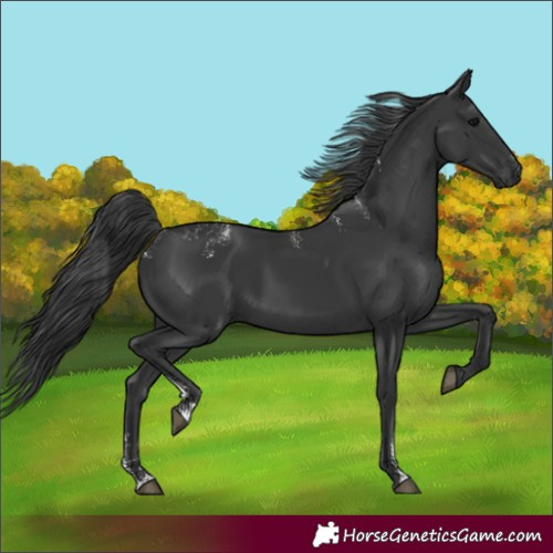 Horse Color:Powder White Black