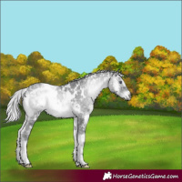 Horse Color:White Spotted Silver Blue Onyx Chinchilla Ice