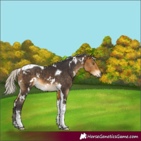 Horse Color:White Spotted Silver Buckskin Tobiano