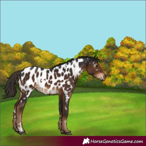 Horse Color:Gray White Spotted Liver Chestnut Near Leopard