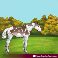 Horse Color:White Spotted Liver Chestnut Mushroom Splash Tobiano Rabicano