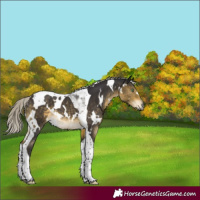 Horse Color:White Spotted Silver Buckskin Mushroom Tobiano Rabicano