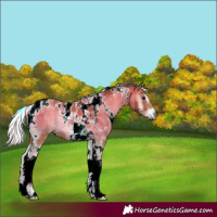 Horse Color:Plaid White Spotted Silver Bay Onyx Tobiano