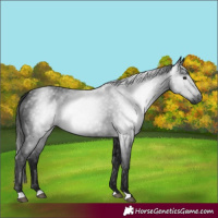 Horse Color:Gray Black 
