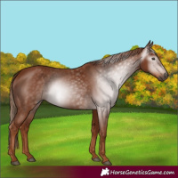 Horse Color:Unknown 