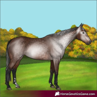 Horse Color:Unknown