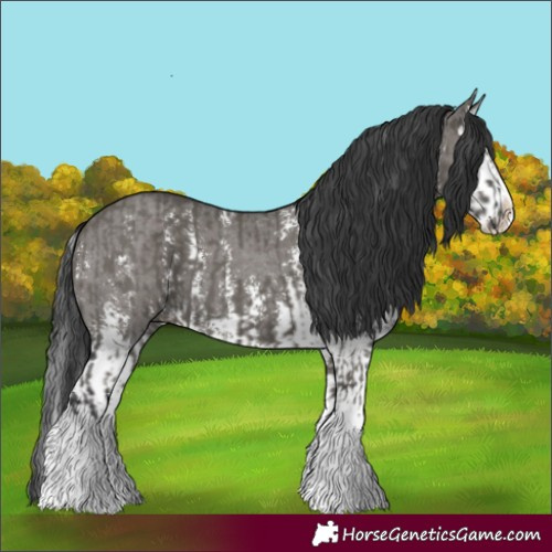 Horse Color:Grullo Sabino Splash  and Grullo Sabino Splash 