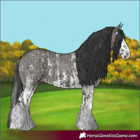 Horse Color:Grullo Sabino Splash  and Grullo Sabino Splash 