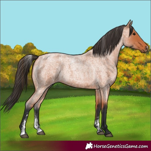 Horse Color:Powder White Bay Roan