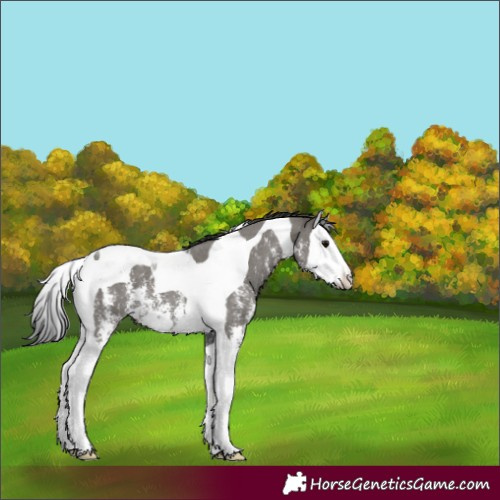 Horse Color:Grullo Sabino Splash Tobiano Skewed LP Spotted 