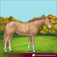 Horse Color:Powder White Chestnut
