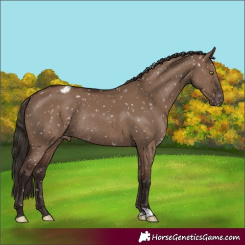 Horse Color:Liver Red Dun Appaloosa Rabicano 