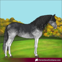 Horse Color:White Spotted Black 