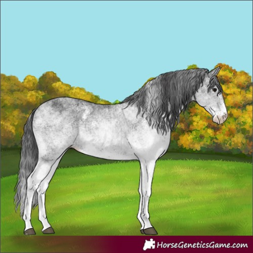 Horse Color:White Spotted Black 