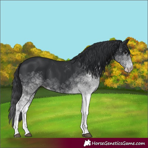 Horse Color:White Spotted Black