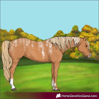 Horse Color:Powder White Chestnut 