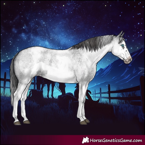 Horse Color:White Spotted Blue Roan Splash Frame Appaloosa