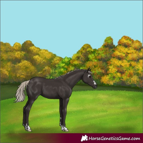 Horse Color:Gray Silver Black