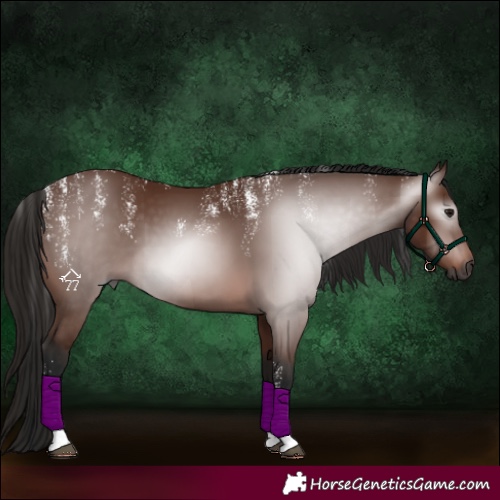 Horse Color:Powder White Gray Bay 