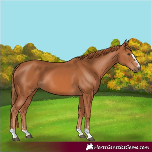 Horse Color:Chestnut 