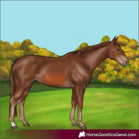 Horse Color:Chestnut 