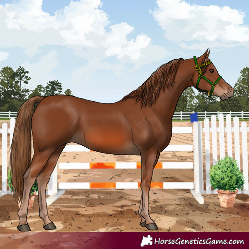 Horse Color:Chestnut 