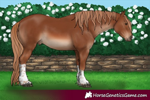 Horse Color:Chestnut Tobiano 