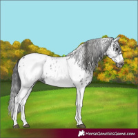 Horse Color:White Spotted Black Splash Tobiano Frame Near Leopard 