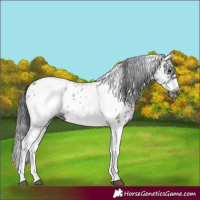 Horse Color:White Spotted Black Splash Tobiano Frame Appaloosa 
