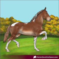 Horse Color:Chestnut Tobiano 